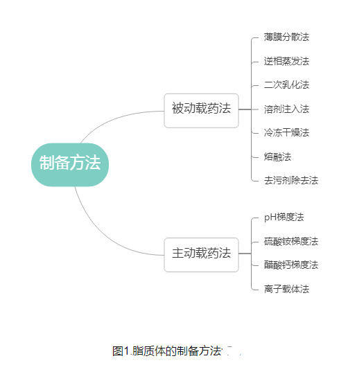 大黄素脂质体