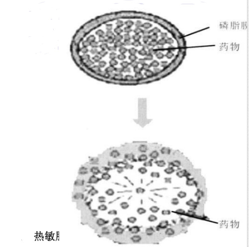 OCT修饰双氢青蒿素脂质体