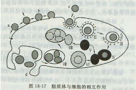 紫杉醇脂质体