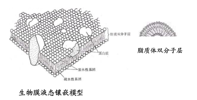 阿奇霉素脂质体