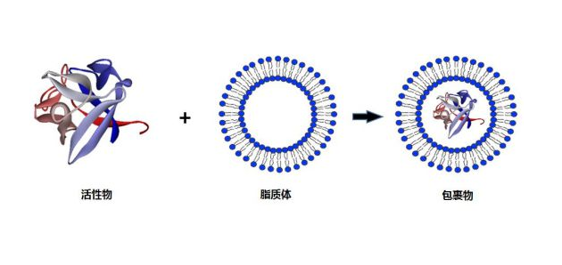 羟基喜树碱氯化壳聚糖包衣纳米脂质体