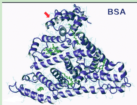 folic acid-PEG-BSA