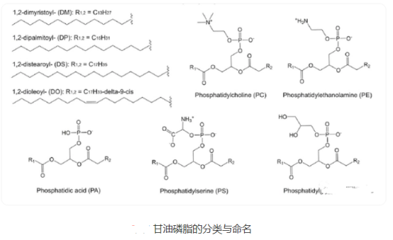 磷脂酰甘油脂质体