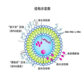 DMPC Liposomes