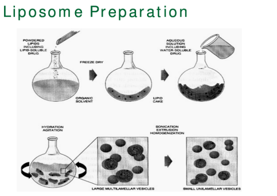 DOPS:DOPC (2:98) Liposomes 