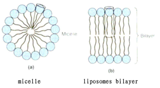 DOPS:DOPC (0.5:99.5) Liposomes
