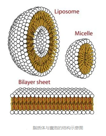DOPG:DOPC (10:90) Liposomes