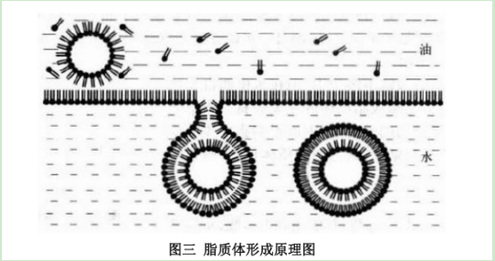微米级脂质体