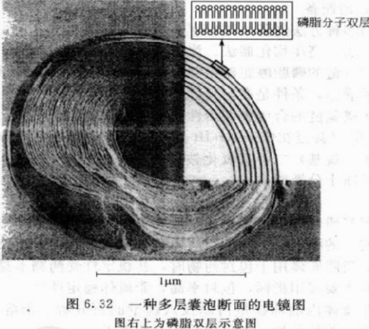 巨型单层囊泡