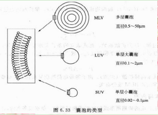 巨型单层囊泡