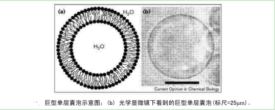 巨型单分子囊泡GUV 
