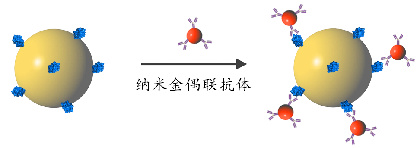 纳米金偶联抗体/蛋白试剂盒