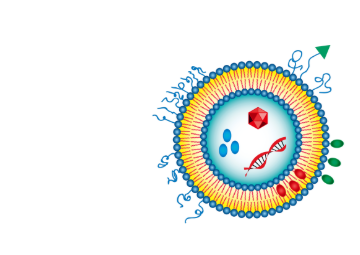 PC:Cardiolipin (10:90) Liposomes 