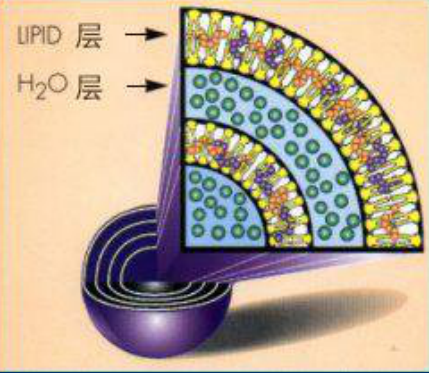 17:0 PC Liposomes