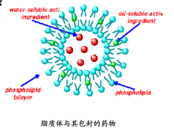 Cur-PEG-LPs