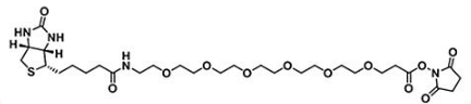 生物素六聚乙二醇活性酯；Biotin-PEG6-NHS ester