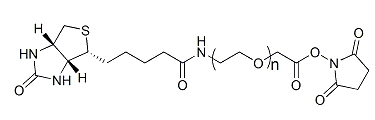 Biotin-PEG-SCM；生物素-聚乙二醇-琥珀酰亚胺羧甲基酯
