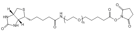Biotin-PEG-SVA；生物素-聚乙二醇-琥珀酰亚胺戊酸酯的基本信息