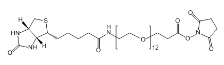 Biotin-PEG12-SPA；1934296-88-4；生物素-十二聚乙二醇-活性酯