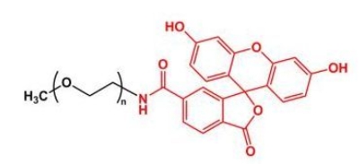  mPEG-Fluoresein；mPEG-FITC；甲氧基聚乙二醇荧光素