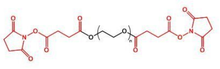 SS-PEG-SS；二琥珀酰亚胺丁二酸酯聚乙二醇；Succinimidyl Succinate ester-PEG-Succinimidyl Succinate ester