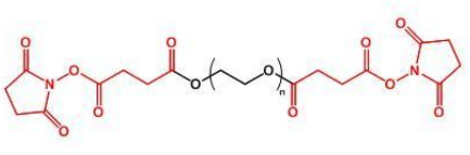 SS-PEG-SS；二琥珀酰亚胺丁二酸酯聚乙二醇；Succinimidyl Succinate ester-PEG-Succinimidyl Succinate ester