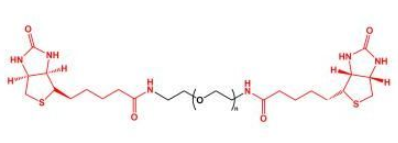 BN-PEG-BN；二生物素聚乙二醇；Biotin-PEG-Biotin