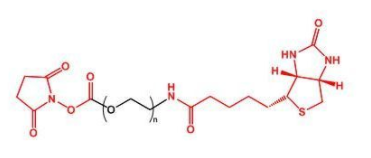 NHS-PEG-Biotin；活性酯聚乙二醇生物素；Biotin-PEG-NHS