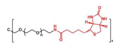 4ARM-PEG-Biotin；四臂聚乙二醇生物素；4ARM-PEG-BN
