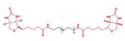 Biotin-PEG-Biotin; BN-PEG-BN;二生物素聚乙二醇 