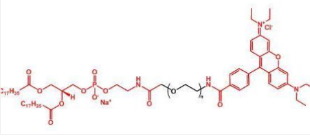 Rhodamine-PEG-DSPE；罗丹明聚乙二醇磷脂；DSPE-PEG-Rhodamine