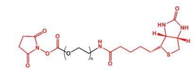 NHS-PEG-Biotin；活性酯聚乙二醇生物素