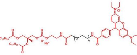 Rhodamine-PEG-DSPE；罗丹明聚乙二醇磷脂；磷脂聚乙二醇罗丹明