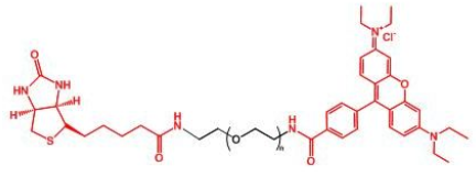 RB-PEG-BIOTIN；罗丹明聚乙二醇生物素；Rhodamine-PEG-BIOTIN
