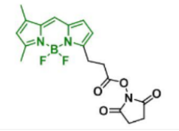 BDP FL NHS ester，146616-66-2