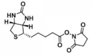 Biotin-NHS；35013-72-0；生物素-N-羟基丁二酰亚胺活化脂