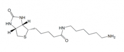N-Biotinyl-1,6-hexanediamine；65953-56-2；生物素-1.6-已二胺