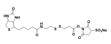 Sulfo-NHS-SS-Biotin；325143-98-4；磺酸基活性酯-二硫-生物素
