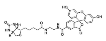 5-FITC-4-Biotin-4；1032732-74-3；生物素-4-荧光素