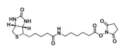 Biotin-LC-NHS，72040-63-2，N-琥珀酰亚氨基6-生物素氨己酸