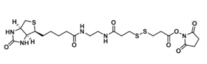 Biotin DSHSE；142439-92-7；二硫化生物素N-羟基-半胱氨酸酯