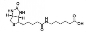 Biotin-LC；72040-64-3； 6-生物素氨基己酸
