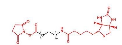 NHS-PEG-Biotin Biotin-PEG-NHS  活性酯聚乙二醇生物素