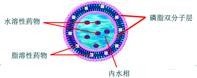 氯尼达明脂质体