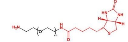 NH2-PEG-BN Biotin-PEG-NH2	氨基聚乙二醇生物素