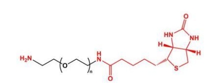 NH2-PEG-BN Biotin-PEG-NH2  氨基聚乙二醇生物素