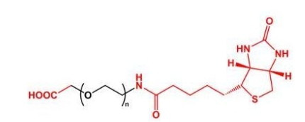 Biotin-PEG-COOH COOH-PEG-BN  羧基聚乙二醇生物素 