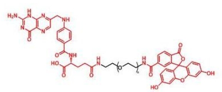  FITC-PEG-Folate Folate-PEG-FITC  荧光素聚乙二醇叶酸