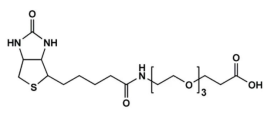 SH-PEG2K-NHS；巯基-聚乙二醇-活性酯；MW：2000