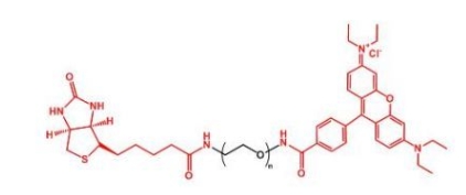 Biotin-PEG-RB RB-PEG-Biotin 生物素聚乙二醇罗丹明